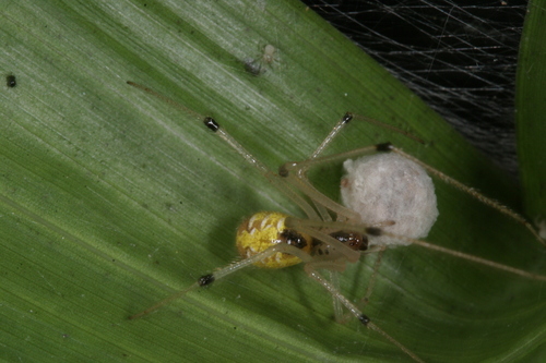 Theridion image