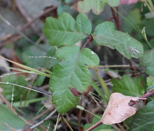 photo of Pacific Poison Oak (Toxicodendron diversilobum)