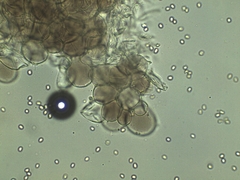 Pluteus deceptivus