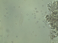 Pluteus deceptivus