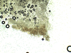 Pluteus deceptivus