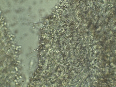 Pluteus deceptivus