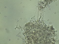 Pluteus deceptivus