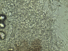Pluteus deceptivus