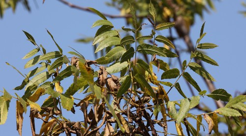photo of Southern California Walnut (Juglans californica)