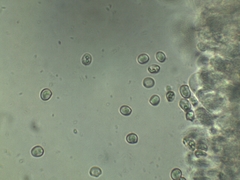 Pluteus deceptivus