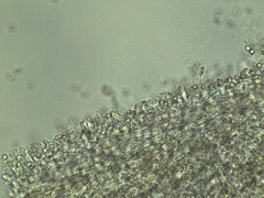 Pluteus deceptivus