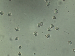 Pluteus deceptivus