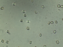 Pluteus deceptivus