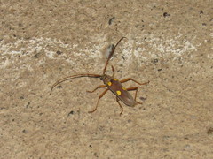 Eburia pedestris