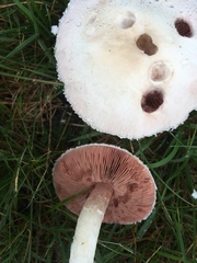 Agaricus andrewii
