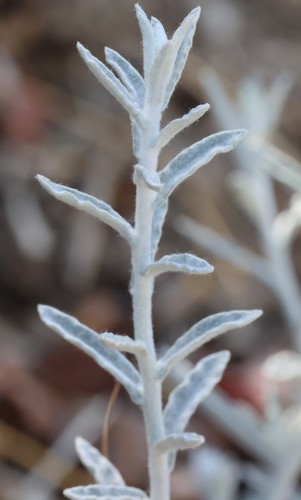 photo of Cottonbatting Plant (Pseudognaphalium stramineum)