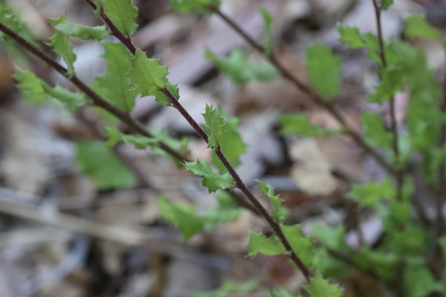 photo of California Scrub Oak (Quercus berberidifolia)