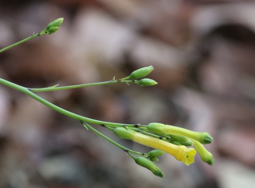 photo of Tree Tobacco (Nicotiana glauca)