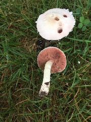 Agaricus andrewii