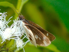Vettius fantasos