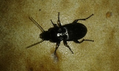 Pterostichus melas