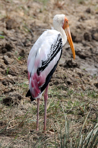 Mycteria leucocephala