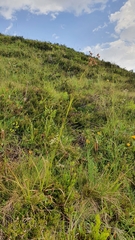 Luzula luzuloides rubella