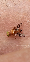 Paraterellia superba