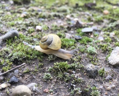Cepaea