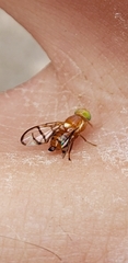 Paraterellia superba