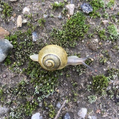 Cepaea