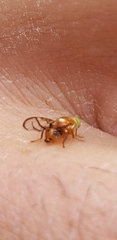 Paraterellia superba