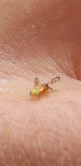 Paraterellia superba