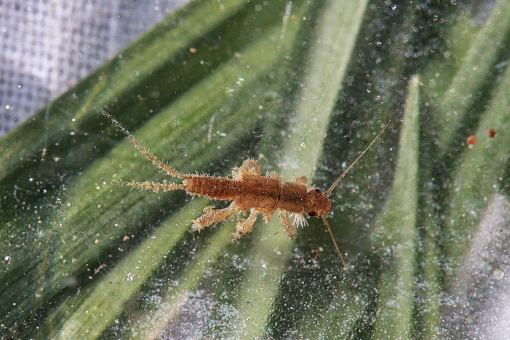 Eastern Forestfly