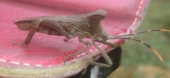 Elasmopoda