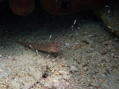 Gobius fallax