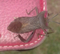 Elasmopoda