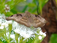 Arteurotia tractipennis