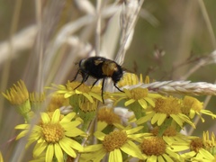 Nowickia ferox
