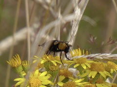 Nowickia ferox