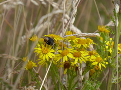 Nowickia ferox