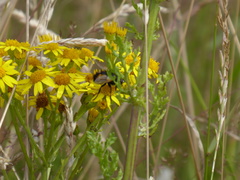 Nowickia ferox