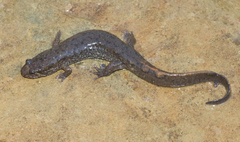Desmognathus santeetlah