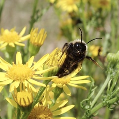 Bombus vestalis