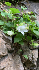 Campanula pendula