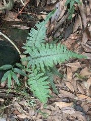 Microlepia hookeriana