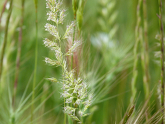 Trisetaria panicea