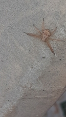Pulchellodromus
