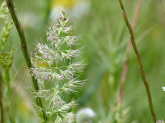 Trisetaria panicea