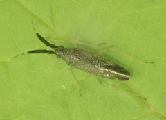 Heterotoma planicornis