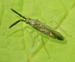 Heterotoma planicornis