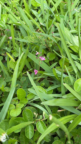 Desmodium incanum image