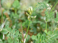 Astragalus hamosus