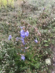 Cichorium intybus intybus